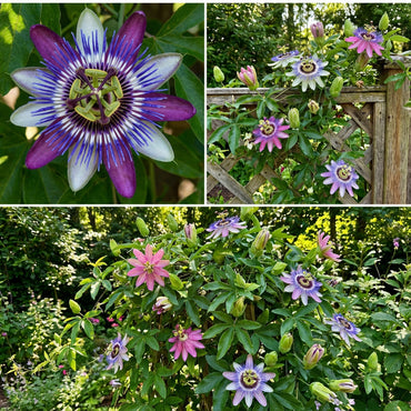 Mixed Color Passion Flower Seeds for Planting - Create a Vibrant Garden Display