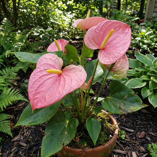 Anthurium Andraeanum Seeds - Easy Planting for Soft Pale Pink Blooms