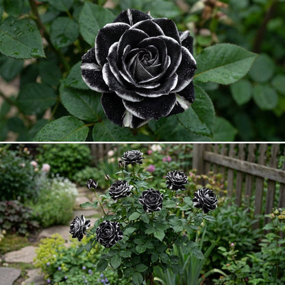 Seltene Schwarz-Weiße Rosensamen für Einzigartige Bepflanzung
