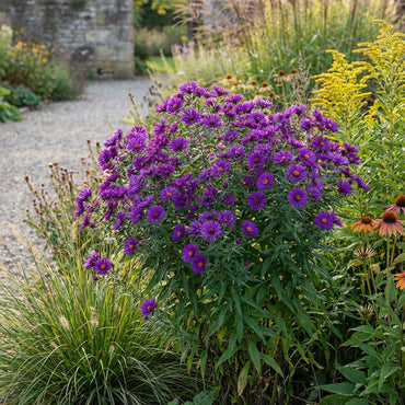 Purple Aster Seeds for Planting - Vibrant Callistephus Flowers