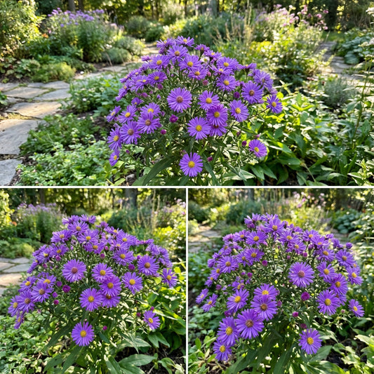 Purple Aster Seeds for Planting - Vibrant Callistephus Flowers