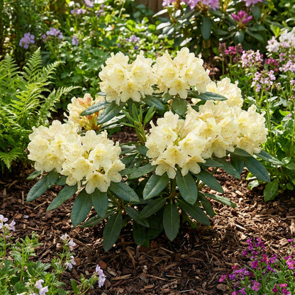 Rhododendron Flower Seeds for Planting Light Yellow