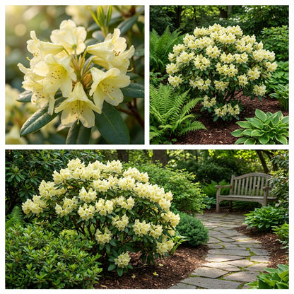 Rhododendron Flower Seeds for Planting Light Yellow