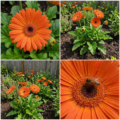 Orange Gerbera Flower Seeds: Perfect for Striking and Soothing Gardens