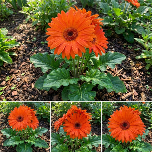Orange Gerbera Flower Seeds: Perfect for Striking and Soothing Gardens