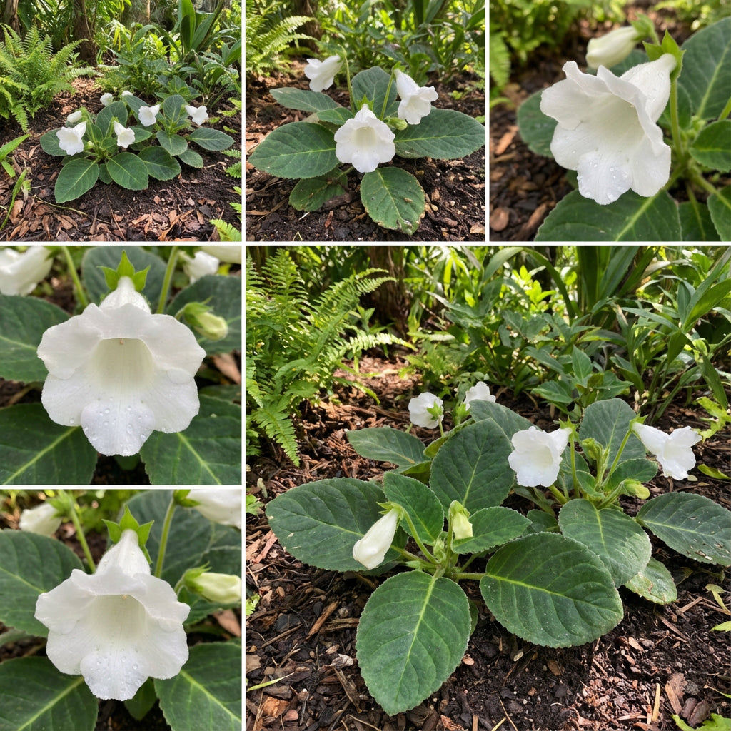 Brazilian Gloxinia Seeds for Planting: Elegant White Flowers for Soothing Gardens
