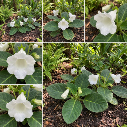Brazilian Gloxinia Seeds for Planting: Elegant White Flowers for Soothing Gardens