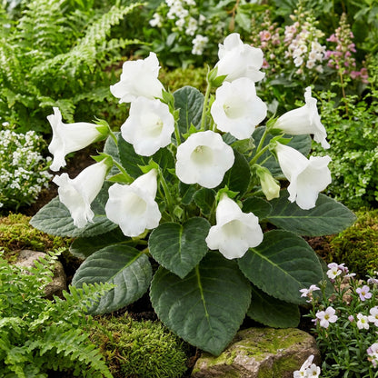 Brazilian Gloxinia Seeds for Planting: Elegant White Flowers for Soothing Gardens