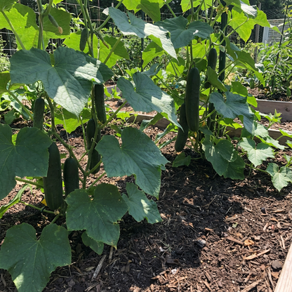 Army Green Cucumber Vegetable Seeds