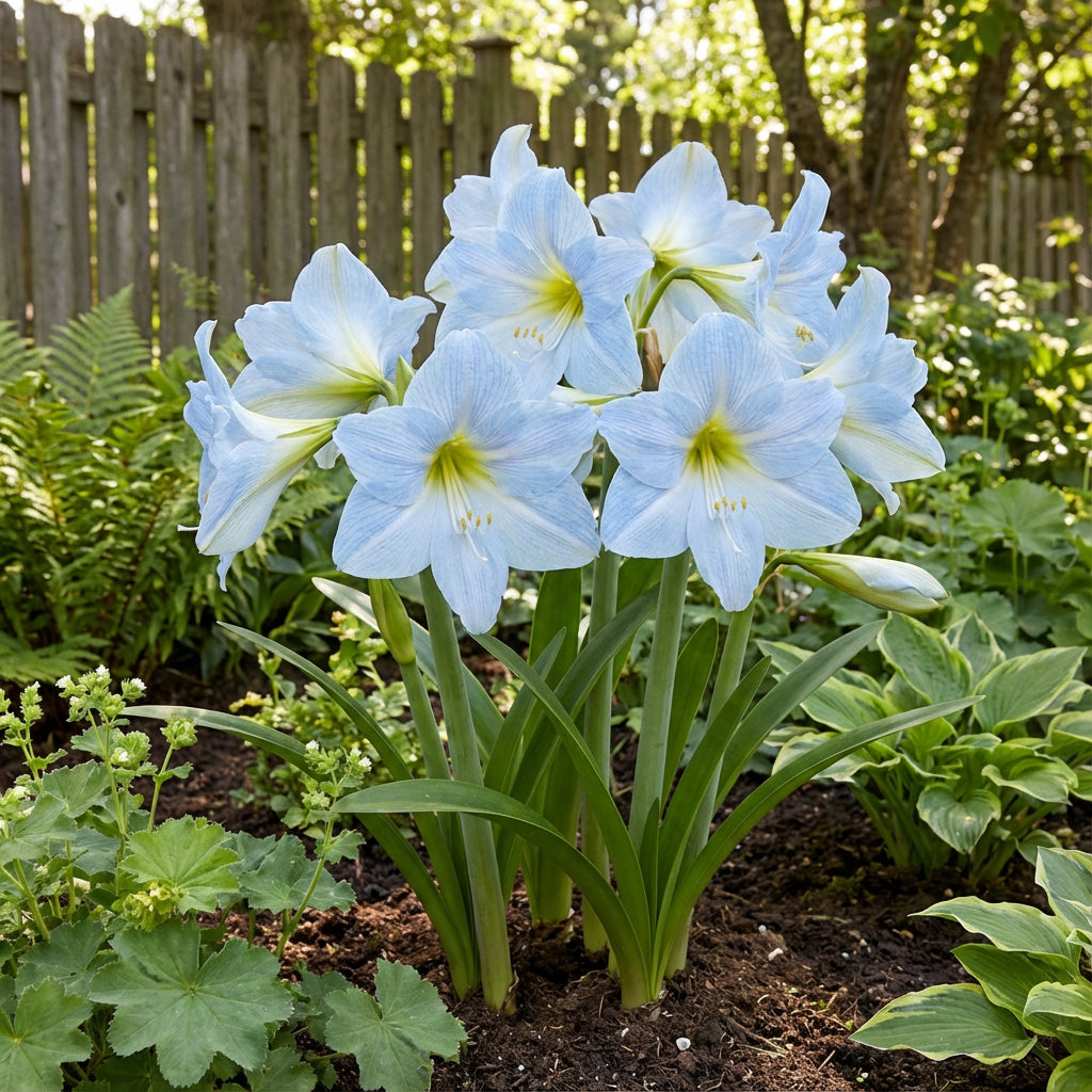 Captivating Light Blue Amaryllis Seeds for a Soothing Garden