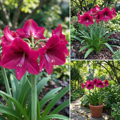 Amaryllis Barbados Flower Seeds for Stunning Dark Pink Blooms in Your Garden