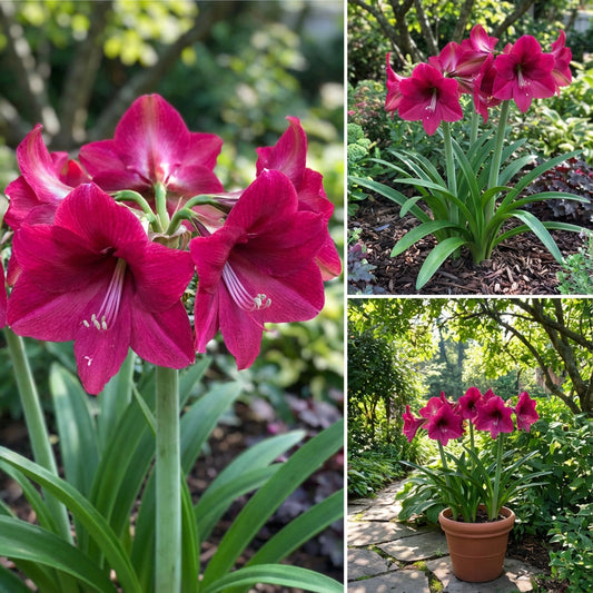 Amaryllis Barbados Flower Seeds for Stunning Dark Pink Blooms in Your Garden