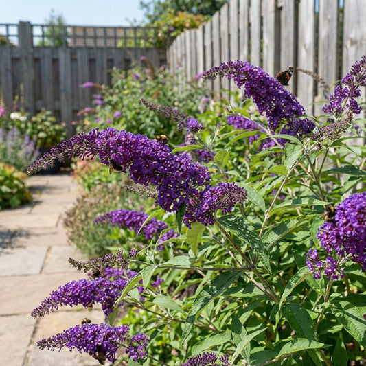 Buddleia Flower Seeds: Planting Violet for a Colorful and Relaxing Space