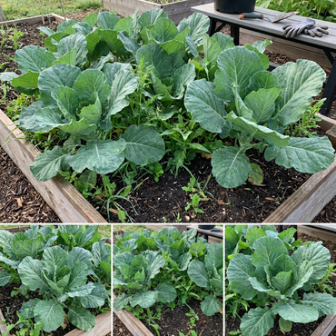 Collard Greens Seeds for Planting Hearty Vegetables