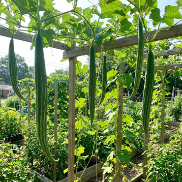 Unique Snake Gourd Vegetable Seeds for Planting | Fast-Growing Edible Vines