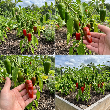Mixed Numex Sandia Vegetable Seeds for Planting