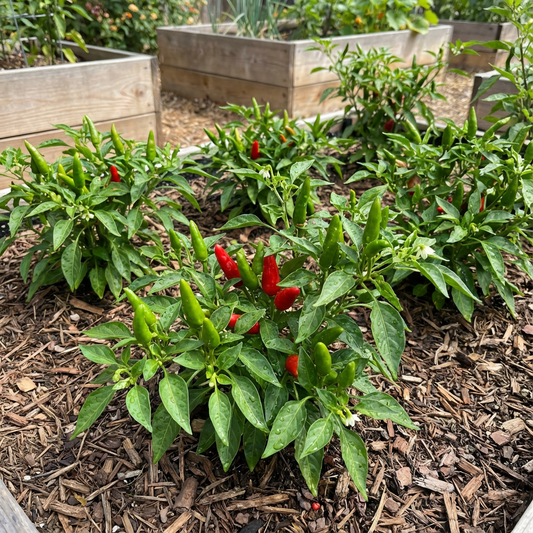 Mixed Numex Sandia Vegetable Seeds for Planting