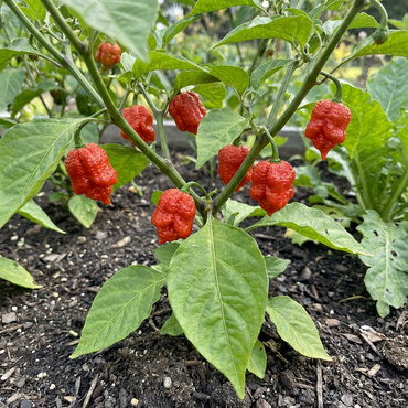 Carolina Reaper Seeds for Planting - Grow Fiery Hot Peppers