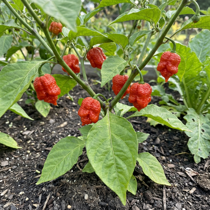 Carolina Reaper Seeds for Planting - Grow Fiery Hot Peppers