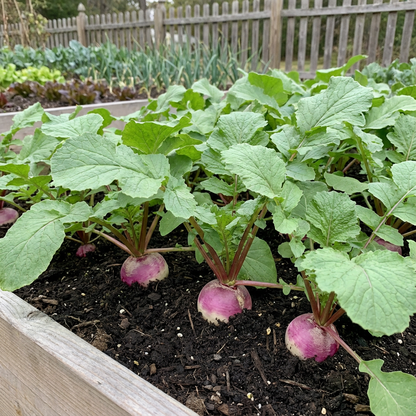 Crisp Red Watermelon Radish Seeds for Planting
