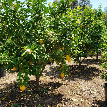 Lemon Seeds for Gardening and Planting