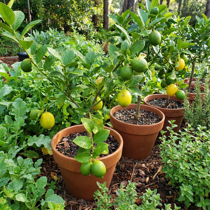 Lemon Seeds for Gardening and Planting