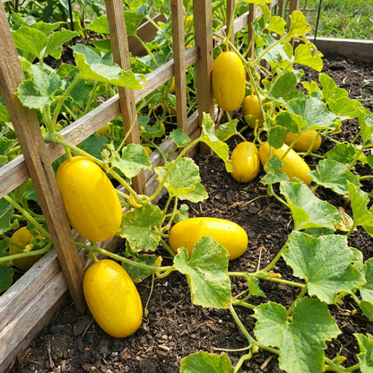 Yellow Cucumber Seeds for Garden Planting
