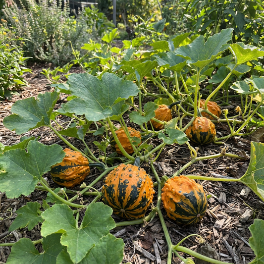 Orange Black Ornamental Gourd Seeds for Planting
