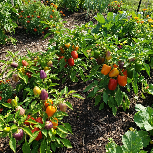 Multi-Colored Pepper Seeds for Planting