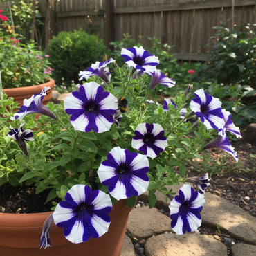 Petunia Flower Seeds for Planting - Blue & White Vibrant Displays