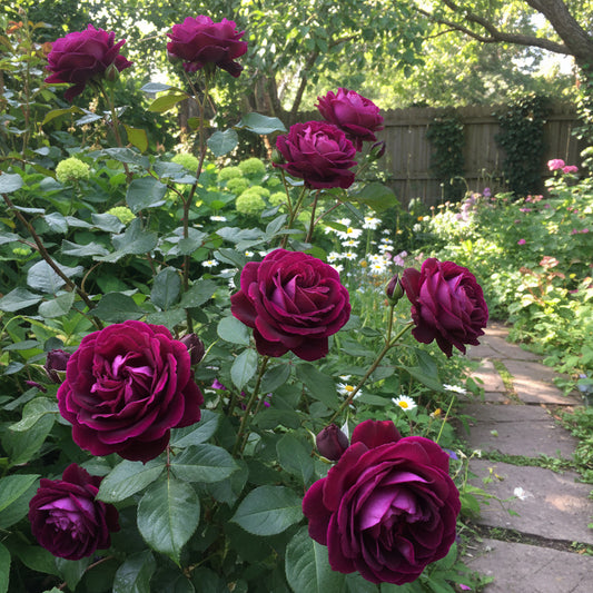 Dunkle Veilchenrote Rosensamen zum Pflanzen – Ziehen Sie Prächtige Dunkle Rosen in Ihrem Garten heran