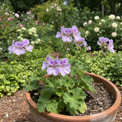 Planting Big Blooms Lavender Geranium Seeds - Colorful Flower Seeds for Your Garden