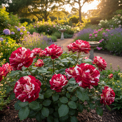 Rote und weiße Rosenblumensamen zum Pflanzen – Fügen Sie Ihrem Garten elegante Rosen hinzu