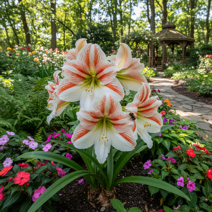 Amaryllis Barbados Flower Seeds for Planting White Orange - Cultivate the Unique White Orange Amaryllis