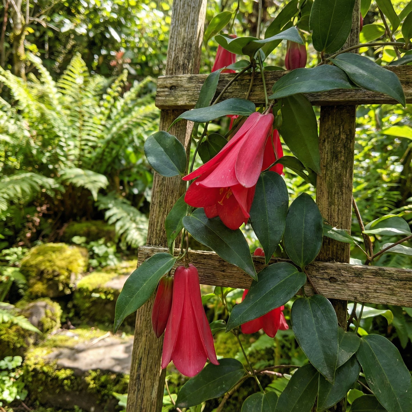 Lapageria Flower Seeds Planting Guide