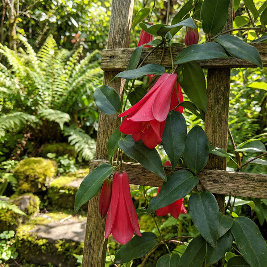 Lapageria Flower Seeds Planting Guide