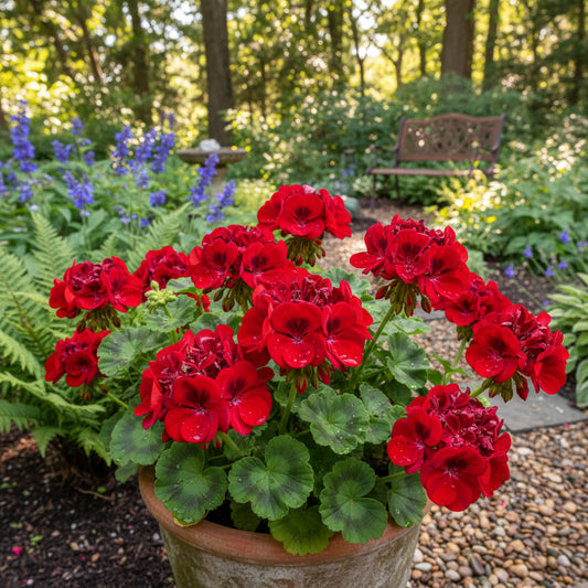 Vibrant Red Geranium Flower Seeds for Easy Planting