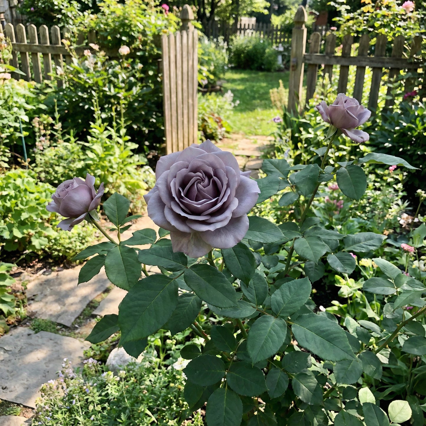 Seltene graue Rosensamen zum Pflanzen – Bringen Sie einzigartige graue Rosen in Ihren Garten