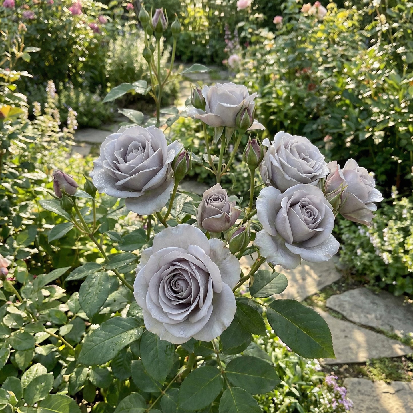 Seltene graue Rosensamen zum Pflanzen – Bringen Sie einzigartige graue Rosen in Ihren Garten