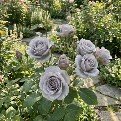 Seltene graue Rosensamen zum Pflanzen – Bringen Sie einzigartige graue Rosen in Ihren Garten