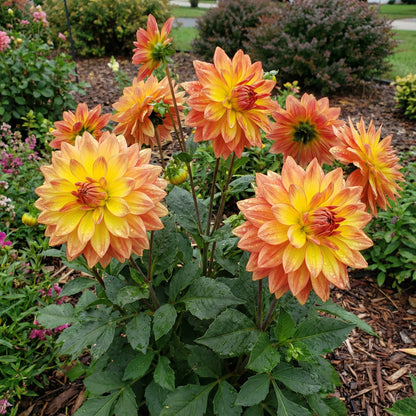 Two-Color Dahlia Flower Seeds for Planting: Vibrant Yellow Blooms to Enrich Your Garden