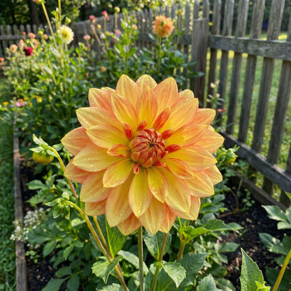 Two-Color Dahlia Flower Seeds for Planting: Vibrant Yellow Blooms to Enrich Your Garden