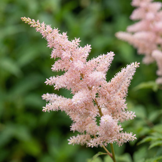 Astilbe Flower Seeds for Planting Light Pink Blooms - Grow Delicate Astilbe Flowers