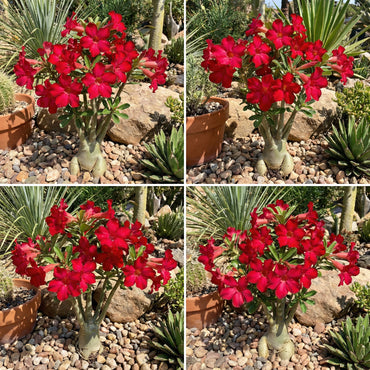Adenium Flower Seeds for Planting - Brighten Your Garden with Stunning Red Adenium Blooms