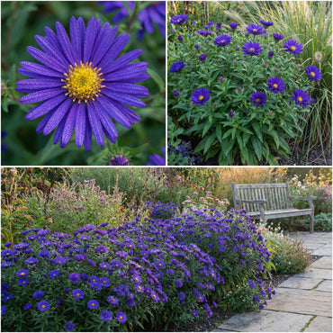 Dark Blue Aster Flower Seeds - Elevate Your Garden Design
