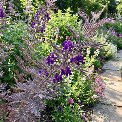 Acacia Violet Perennial Flower Seeds for Planting - Grow Exotic Acacia Perennials