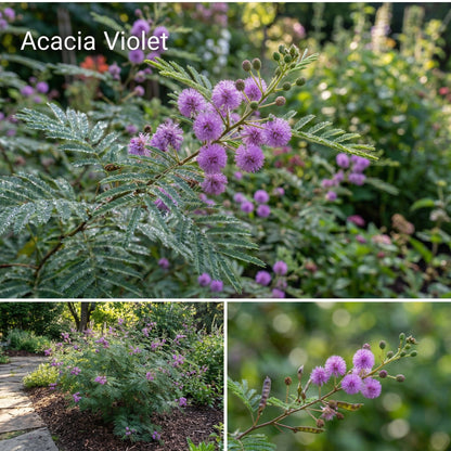 Acacia Violet Perennial Flower Seeds for Planting - Grow Exotic Acacia Perennials