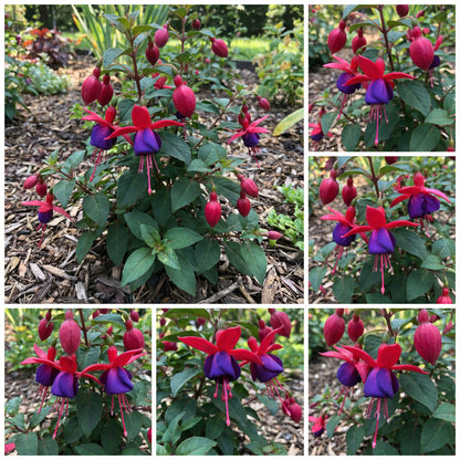 Red Blue Fuchsia Seeds for Planting - Cultivate Vibrant Fuchsia Flowers
