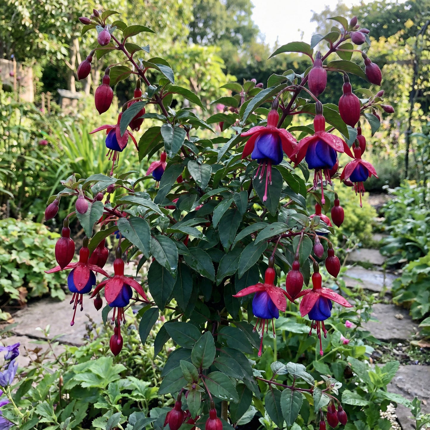 Red Blue Fuchsia Seeds for Planting - Cultivate Vibrant Fuchsia Flowers