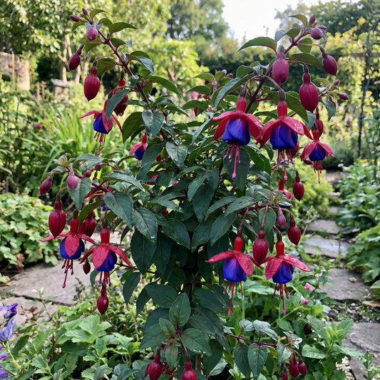 Red Blue Fuchsia Seeds for Planting - Cultivate Vibrant Fuchsia Flowers